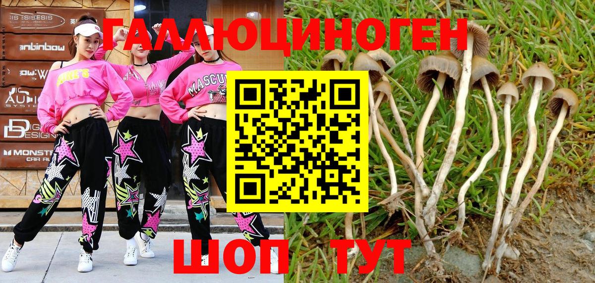 Галлюциногенные грибы Psilocybe Электросталь